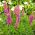 Lupiini - Chatelaine - 90 siemenet - Lupinus polyphyllus