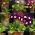 Garten-Aurikel - Primula x pubescens – 110 Samen