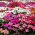 Busy Lizzie seeds - Impatiens walleriana - 160 seeds
