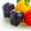 ピーマンの混合種子 - トウガラシの実 -  65種子 - Capsicum annuum - シーズ