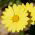 Залозистий мис календули, Namaqualand ромашка, помаранчева ромашка Namaqualand, Dimorphoteca sinuata syn. Dimorphoteca aurantiaca - 450 насіння - Dimorphotheca aurantiaca