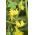 Creeper canaric, floare canarybird, viță canarybird, nasturtium canar - 8 semințe - Tropaeolum peregrinum