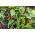 Baby Leaf - savoury lettuce mix