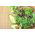 Baby Leaf - savoury lettuce mix