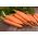 BIO - Wortel "Berlikumer" - benih organik bersertifikat - 4250 biji - Daucus carota ssp. sativus 