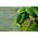 Cucumber - Zuzana F1 - Parthenocarpic Field Variety for Pickling - Fresh Seeds