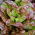 Rotgrüner Salat "Carmina" - 