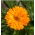 Měsíček lékařský "Meruňka Twist" - meruňka - 216 semen - Calendula officinalis - semena