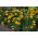French marigold "Favourite" - single flower variety