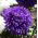 Aster berbunga peony "Lazuryt" - 450 biji - Callistephus chinensis 
