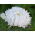 Pfingstrosen-Aster "Nymph" - 450 Samen