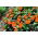 Fließige Lieschen - orange; Balsam, Sultaninen, Impatiens