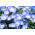 Prins gustafs öga - 500 frön - Nemophila manzies