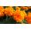 Fløjlsblomst - Opret - Mona - appelsin - Tagetes erecta  - frø