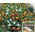 Sunny Border - annual flowers' variety mix for boxes and edgings, 10 x100 cm mat