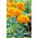 Rose d'Inde - Tagetes patula nana - 315 graines - Petite Gold