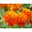 فرنگی فرانسوی "Pirat" - تنوع در حال رشد کم، شکوفه عسل و ماهان - Tagetes patula nana - دانه