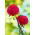 Aster berbunga peony "Magdalena" - pink-crimson - 360 biji - Callistephus chinensis 