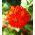 Chrysanthemum-flowered zinnia "Red Man" - red - 108 seeds