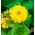 Cây thược dược có hoa "Bình minh vàng" - màu vàng - 108 hạt - Zinnia elegans
