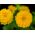 Cây thược dược có hoa "Bình minh vàng" - màu vàng - 108 hạt - Zinnia elegans