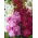 Grande Giroflée - Matthiola incana annua - Varsovia Rena - graines