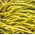 Pole yellow French bean "Monte Gusto"