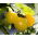 Tomat - Citrina - Lycopersicon esculentum Mill  - frön