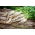Ravanello comune - Minowase Summer Cross Nr 3 F1 - Raphanus sativus - semi