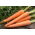 Carote - Maestro F1 - Daucus carota - semi