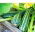 Zucchino - Coucourzelle - Striato, cespuglioso, aromatico e croccante - Semi Freschi