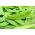 Sėjamasis žirnis - saccharatum - Oregon Sugar Pod - 200 sėklos - Pisum sativum var. saccharatum
