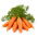Carotte - Scarla - Daucus carota - graines