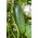 Agurk - Jazzer F1 - 10 frø - Cucumis sativus