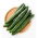 キュウリ「サザンディライトF1」 - 覆いの下で栽培されている日本の品種 - Cucumis sativus - シーズ