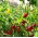 Spanskpeppar - Peppino F1 - 10 frön - Capsicum L.