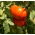 Tomate "Buffalosteak F1" - Hochwachsend für den Anbau im Freiland oder unter Schutzabdeckungen - 10 Same