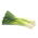 Leek "Tenor" - pelbagai musim sejuk - Allium ampeloprasum L. - benih