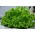 Lăptucă de stejar cu frunze "Querido" - Lactuca sativa var. foliosa  - semințe