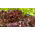 Blatt, rot-grüner Salat "Flamenco" - 