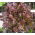 BIO Sla - Foliosa - Red Salad Bowl - 518 zaden - Lactuca sativa var. foliosa