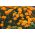 Kis büdöske - Valencia - 315 magok - Tagetes patula L.