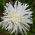 Crizanteme-flori aster "Opal" - alb - Callistephus chinensis  - semințe