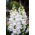 Bocca di leone comune - Sentinel White Spiere - bianco - Antirrhinum majus maximum - semi
