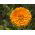 Pot marigold "Santana"; berkerumun, marigold umum, marigold Scotch - Calendula officinalis - biji