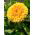 Pot marigold "Santana"; berkerumun, marigold umum, marigold Scotch - Calendula officinalis - biji