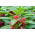 Balsamine des jardins - Karla - Impatiens balsamina - graines
