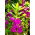 Impatiens balsamina - Sandra - semi