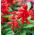 Scarlet sage "Ramona"; tropical sage