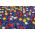 Selection of colourful tulips with blue Armenian grape hyacinth – 50 pcs